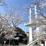木更津市でお花見するならおすすめの太田山公園