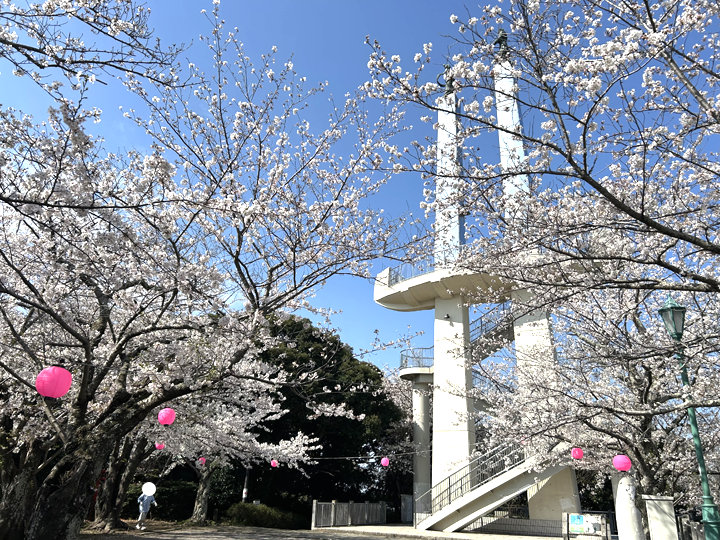木更津市でお花見するならおすすめの太田山公園