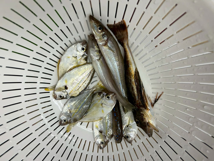 キスやヒイラギ、ハゼが釣れました